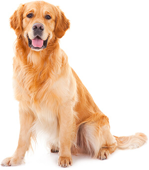 dog-large