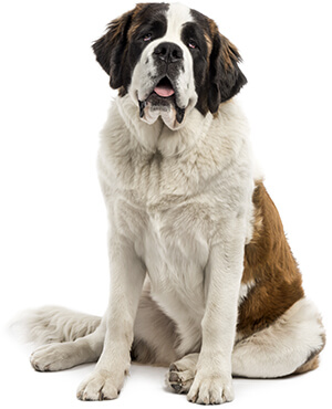 dog-xl