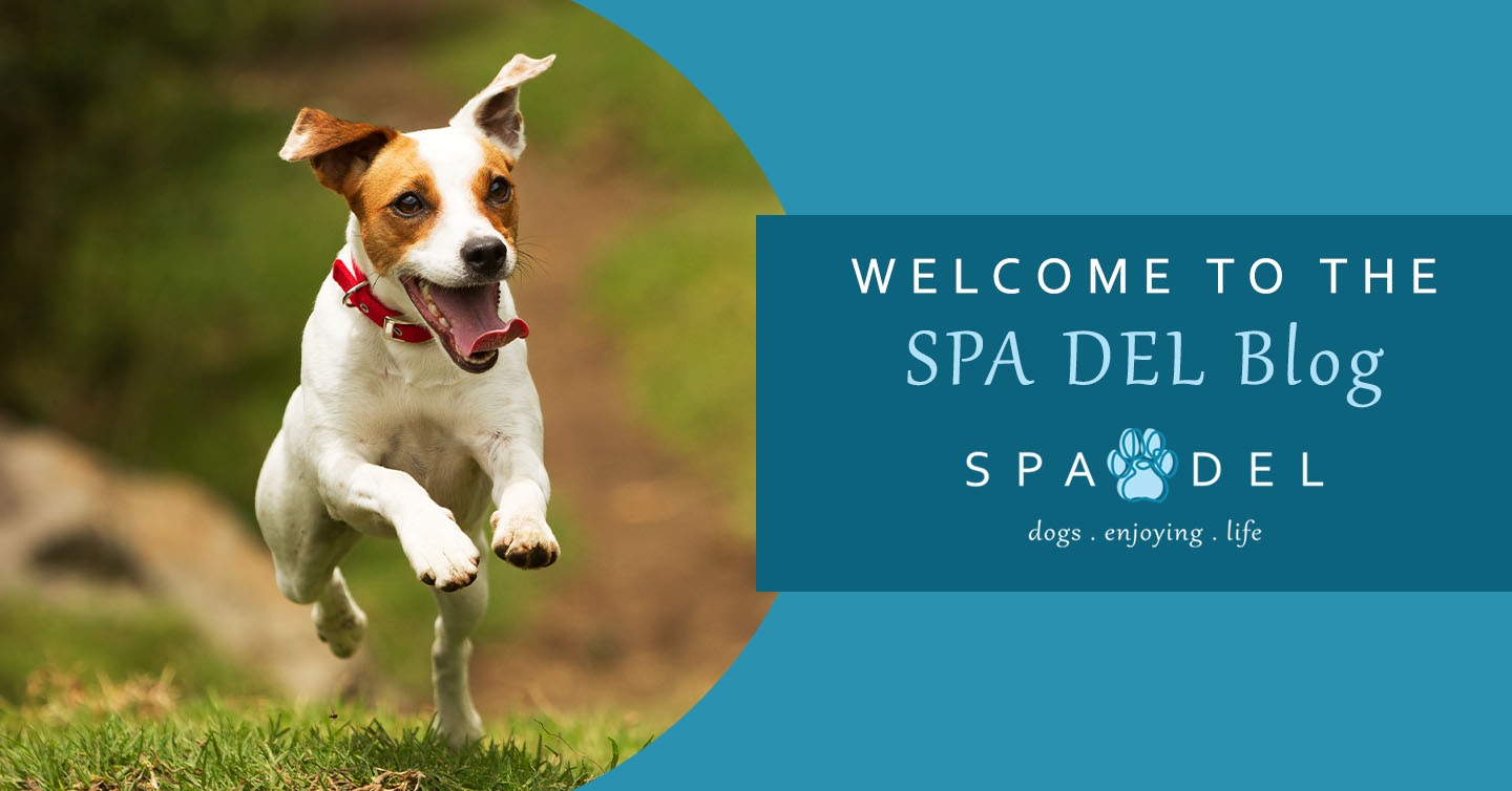 You are currently viewing Welcome to the SPA DEL Blog